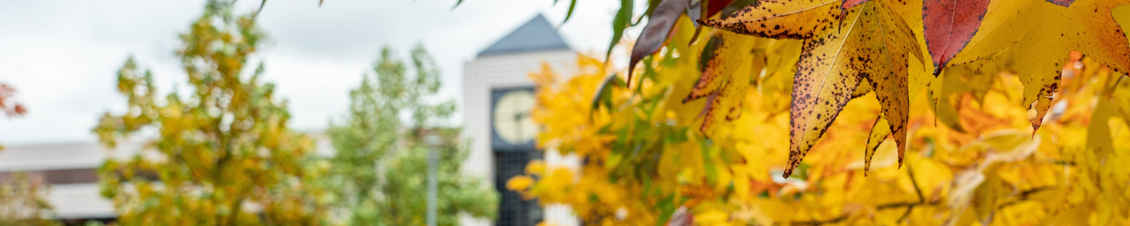 Page banner: Scenic view of clock tower on WMU campus through fall trees.