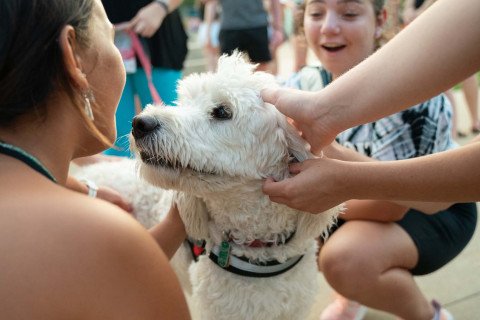 You at Western, photo of students petting dog during a wellness event.
