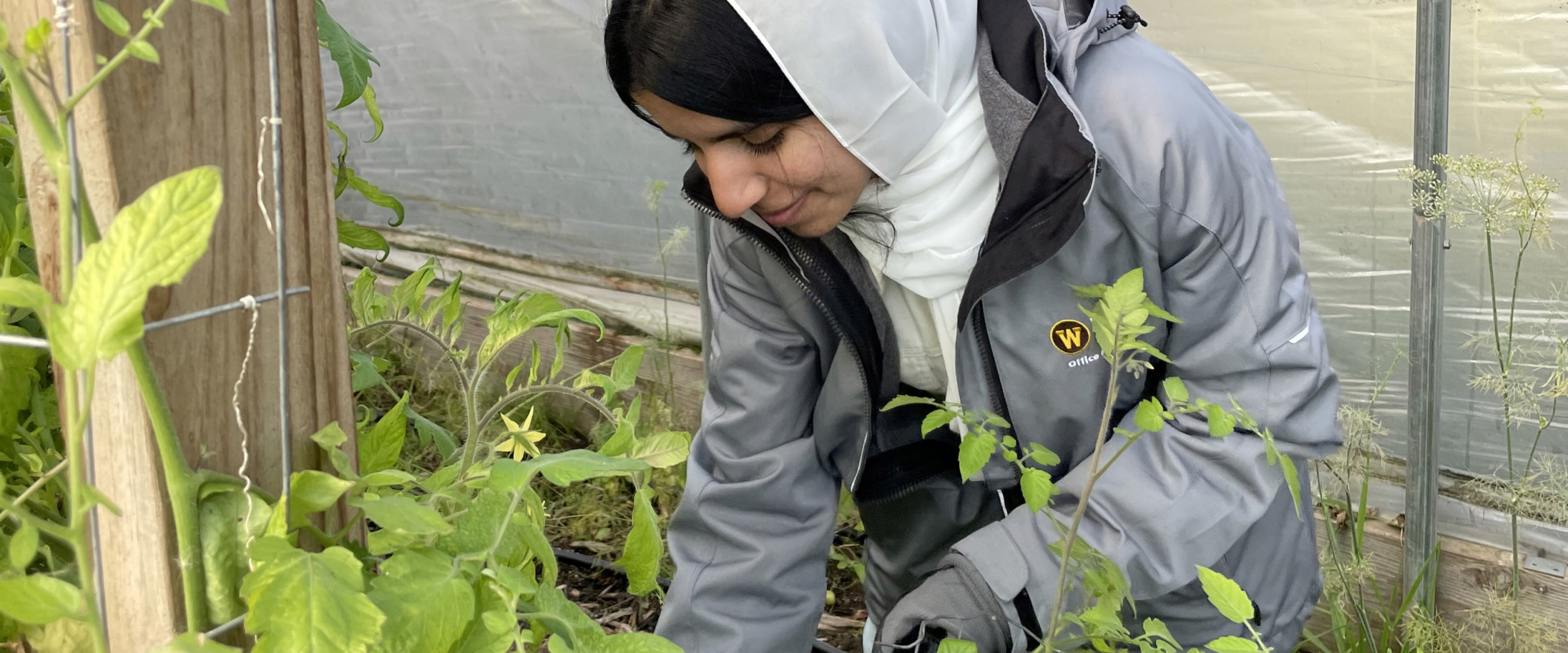 An honors student volunteers in the greenhouse at Gibbs House.