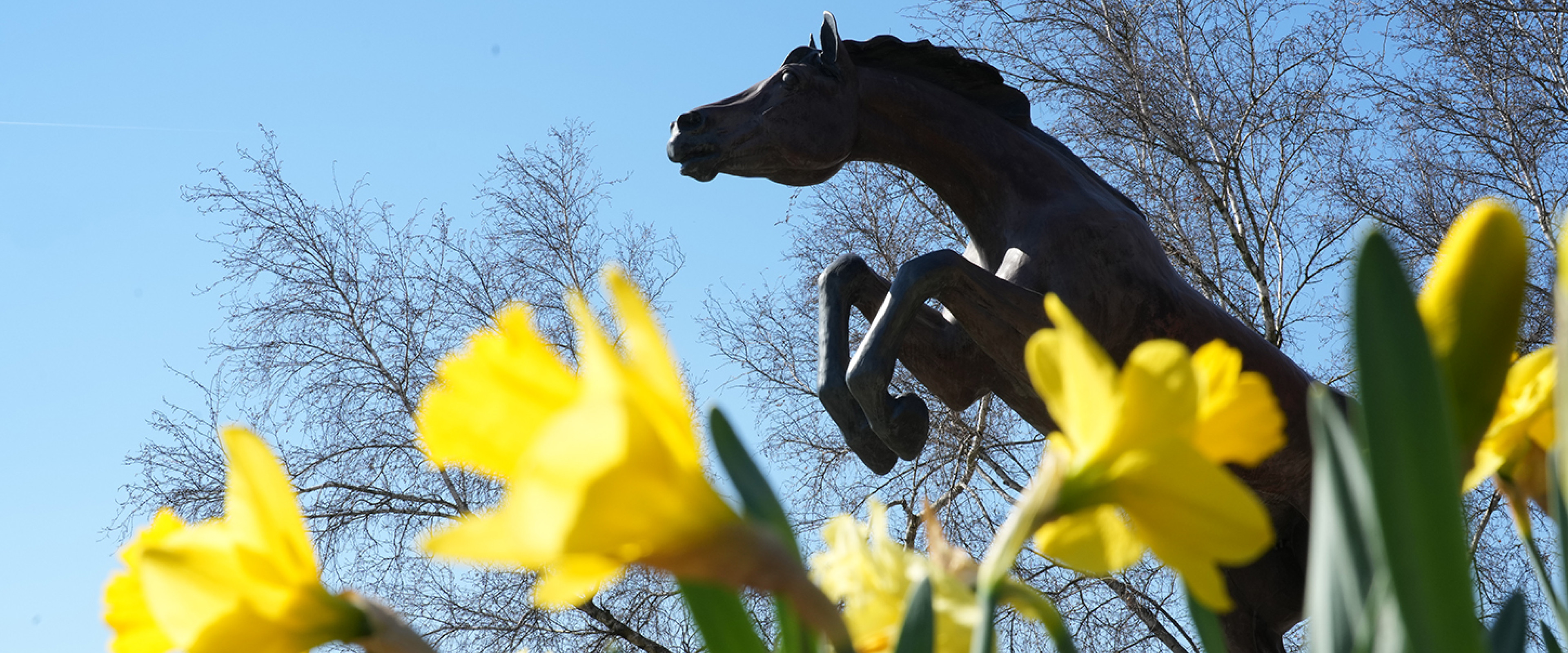 Photo of Bronco statue on campus with daffodils in the foreground
