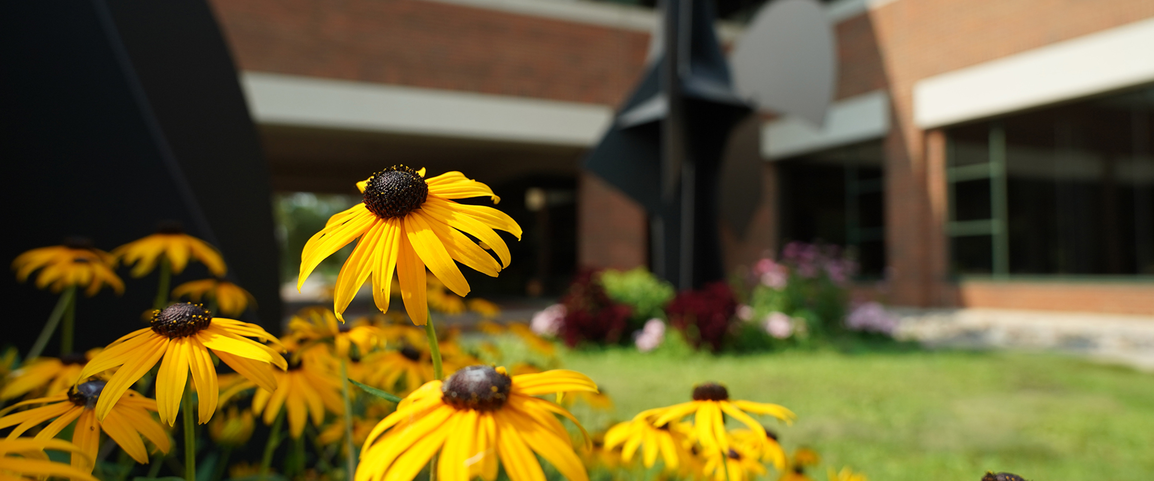 Black-eyed Susans are blooming outside the Haworth College of Business