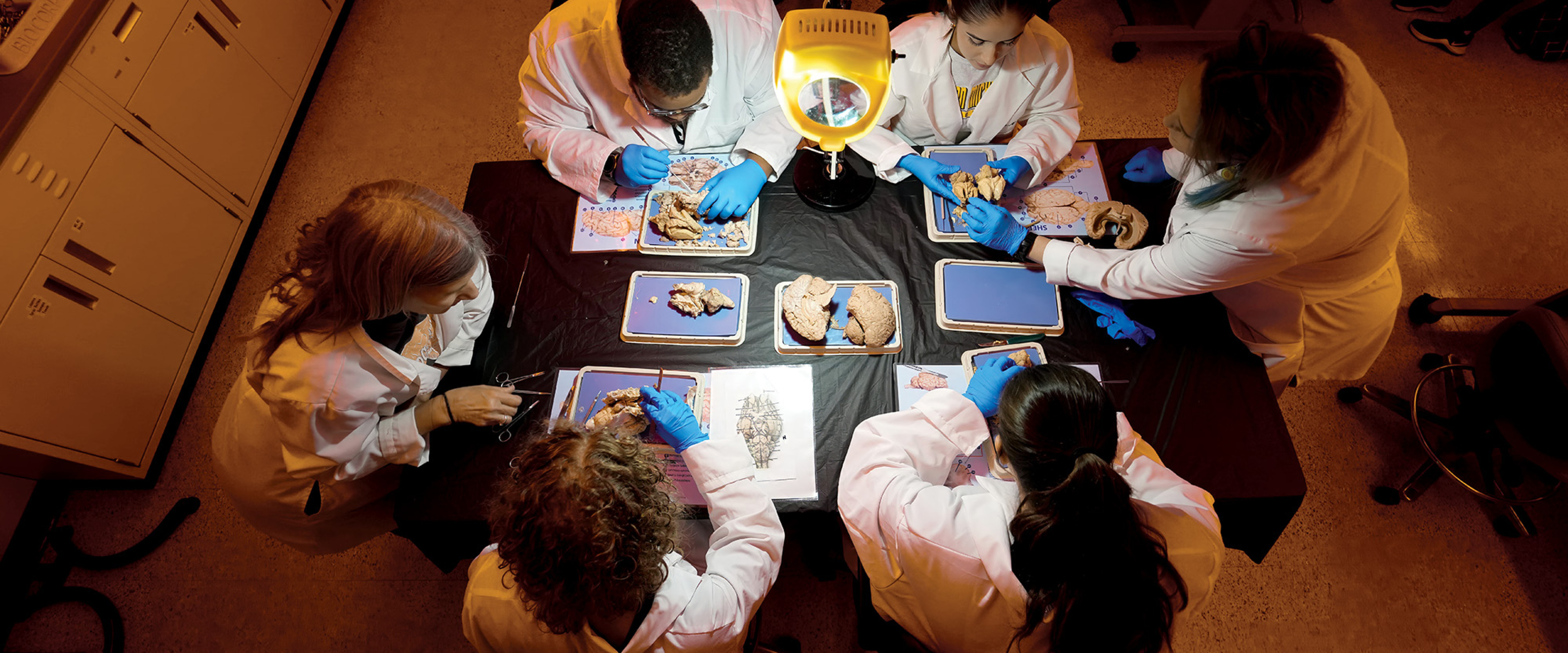 Students stand around a lab table dissecting cow brains.