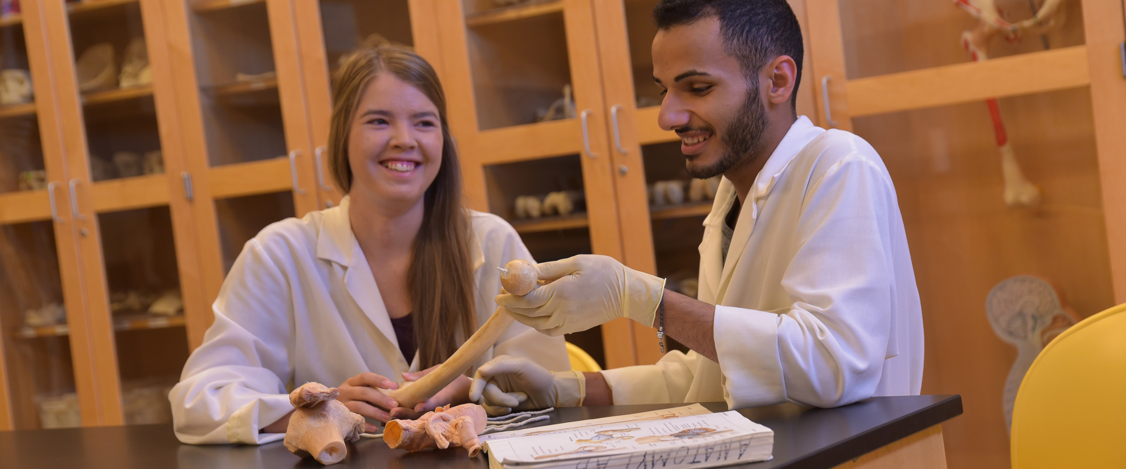 Two students working with a skeleton bone in a laboratory