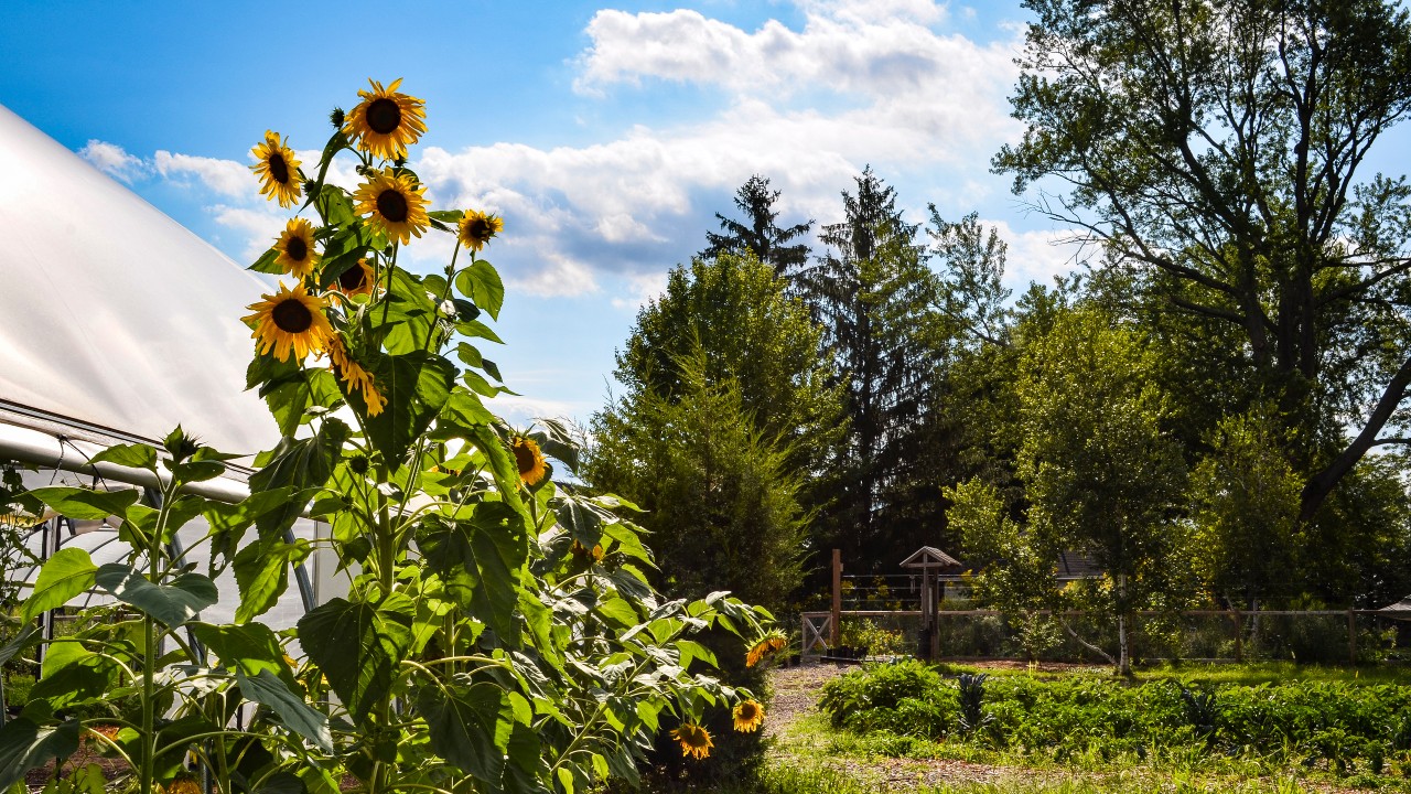 Landscape shot of Gibbs site on a sunny day with sunflowers in bloom. 