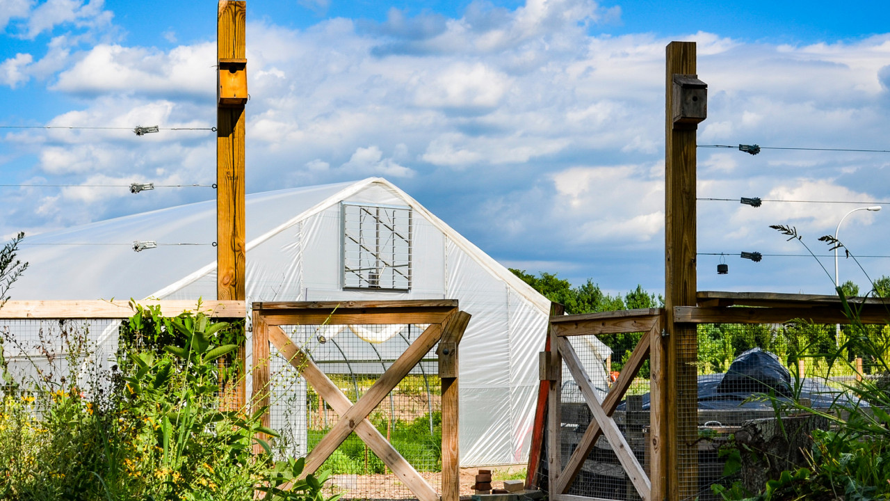 Image shows Gibbs Site- fence, sunflowers, and a hoop house 