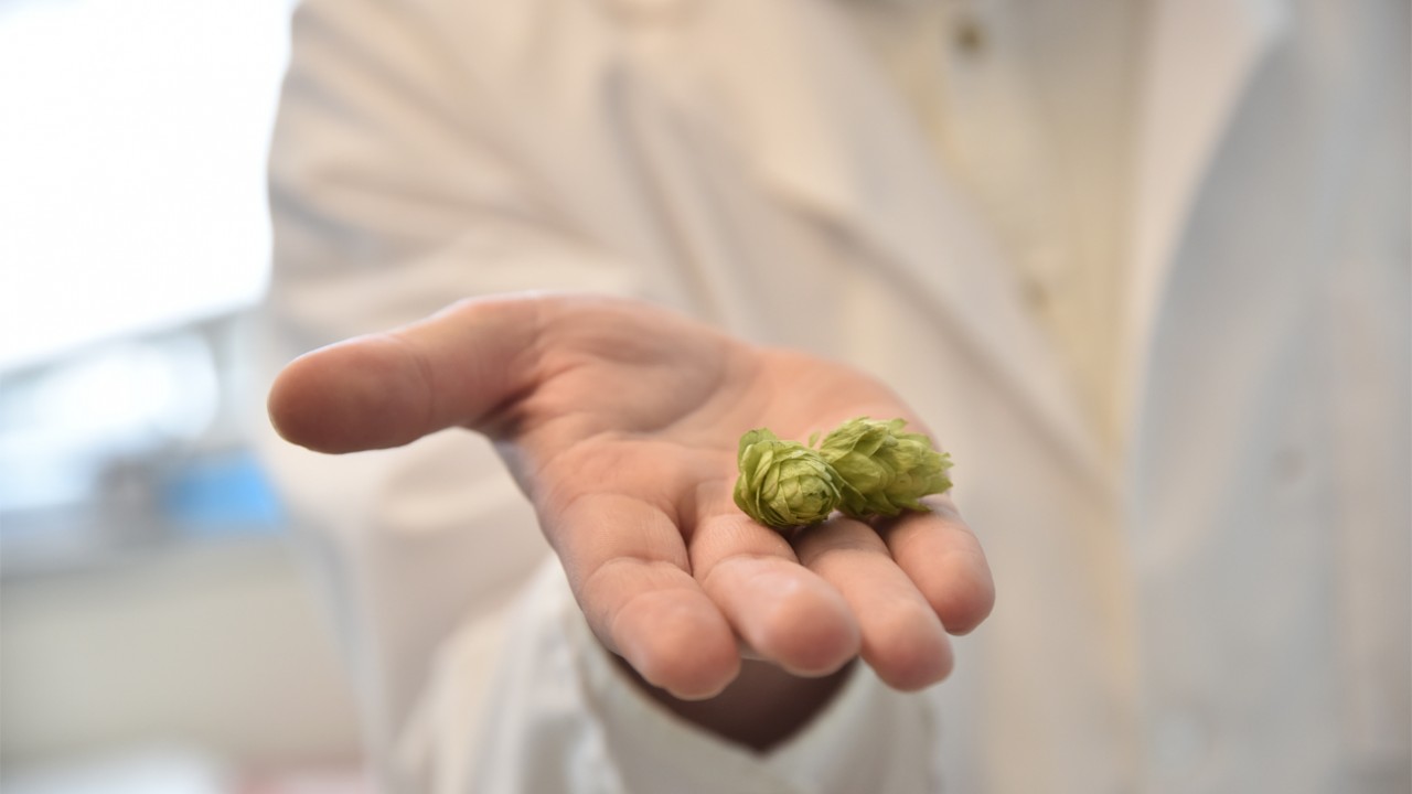 Hops in a hand