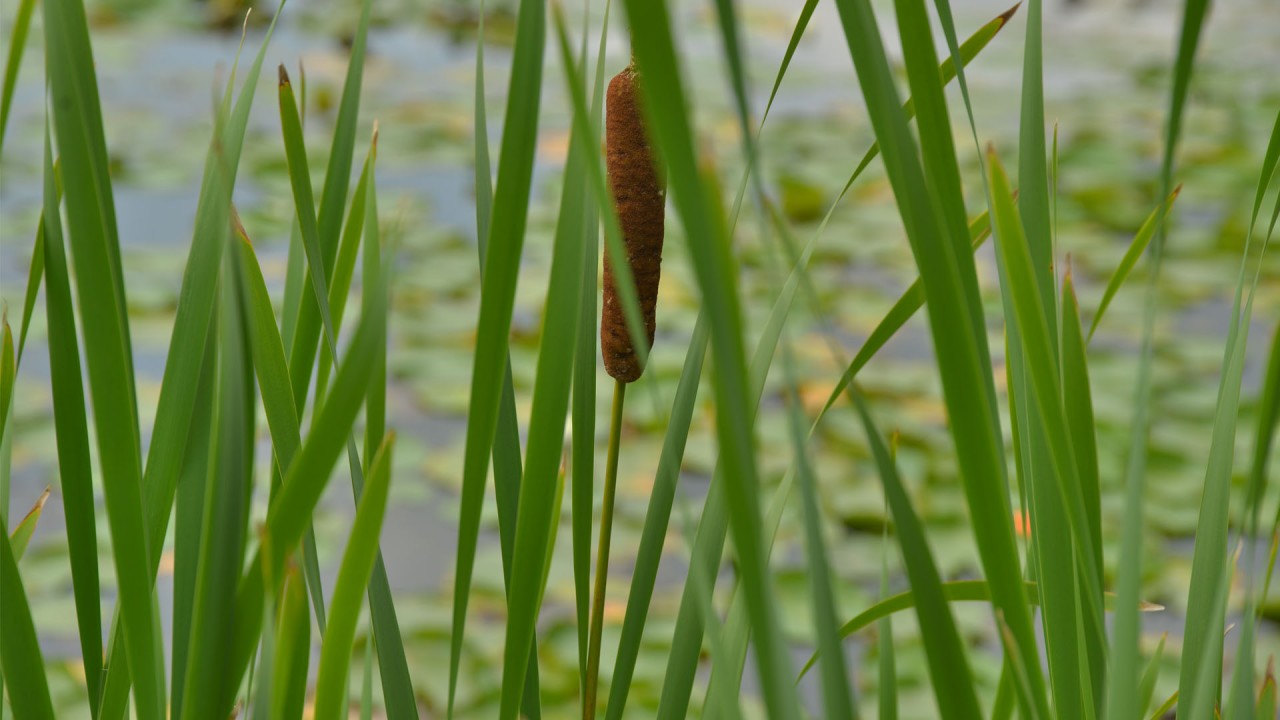 A cattail at Asylum Lake