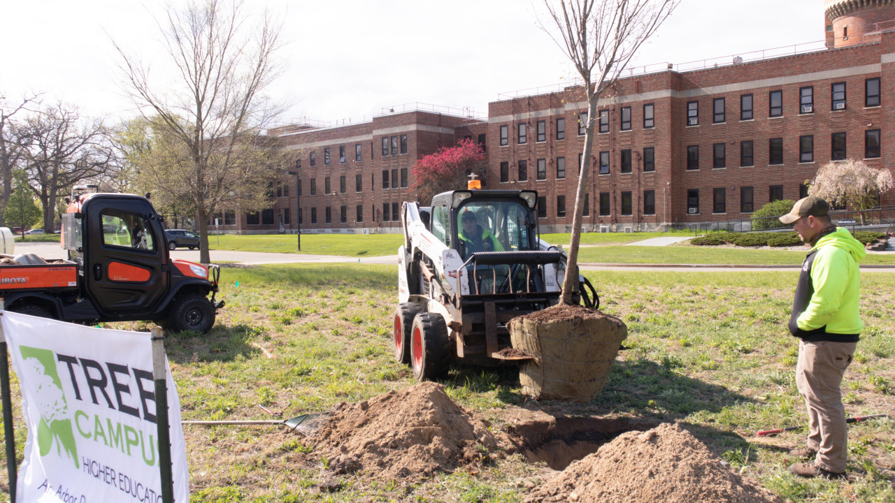 Person operating fork lift moves tree toward a hold while another person observes. A brick building is in the background and grass is surrounding the scene.