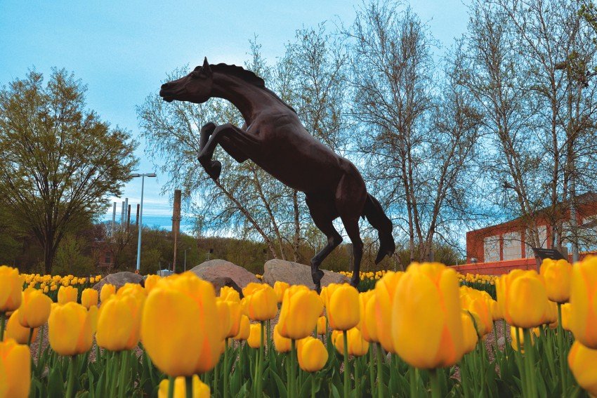 Bronco statue in the spring