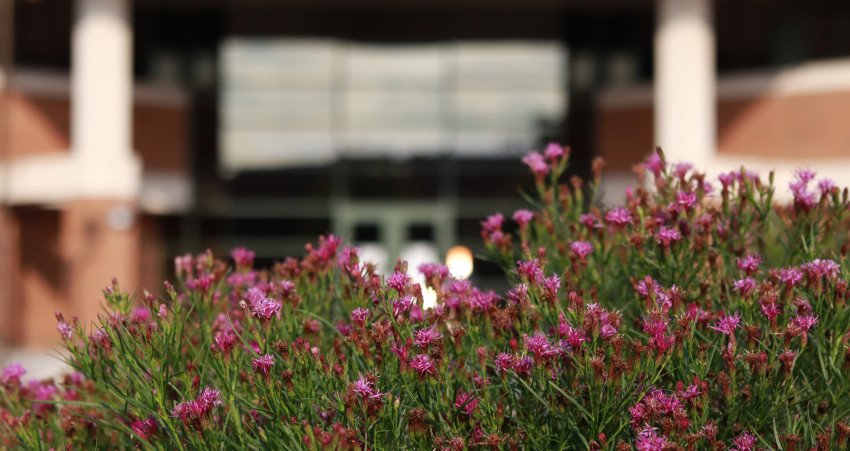 Flowers bloom in the front of the Haworth College of Business building.