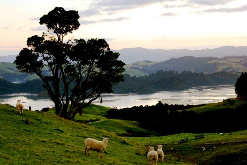 Sheep in North Island, New Zealand.