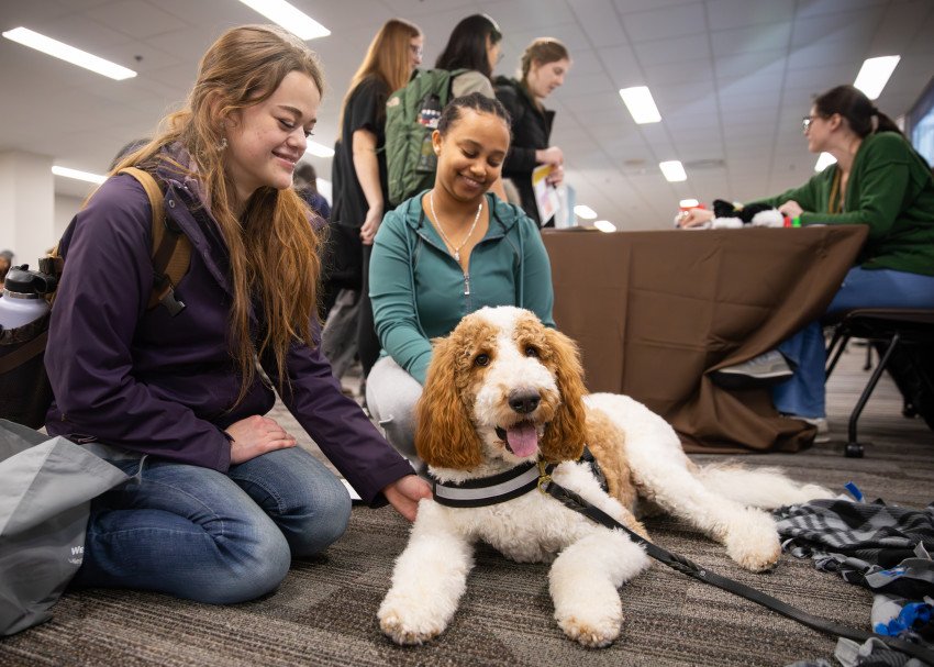 Two students pet a fluffy brown and white therapy dog that is laying on the ground.