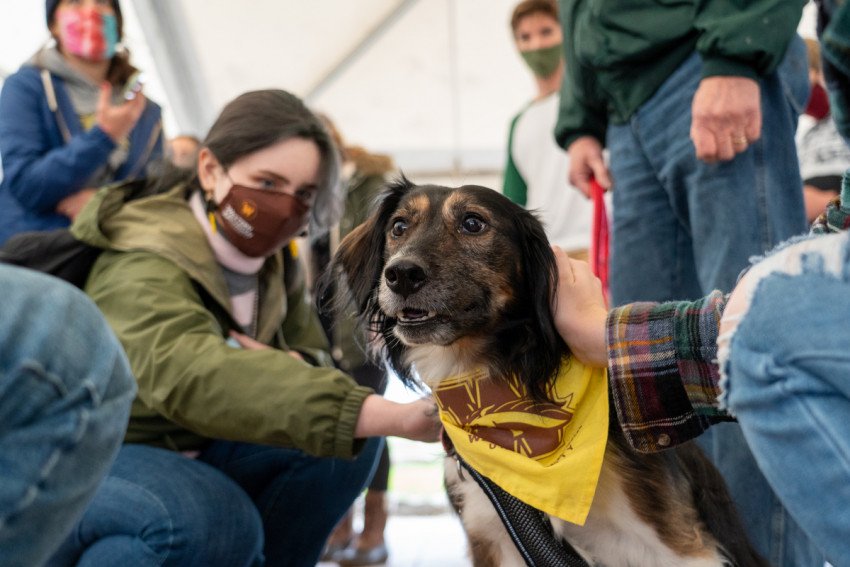 Students pet a therapy dog wearing a Western bandana.