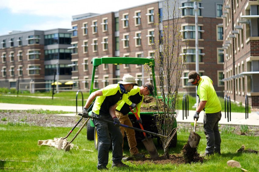 WMU landscape workers planting a tree.