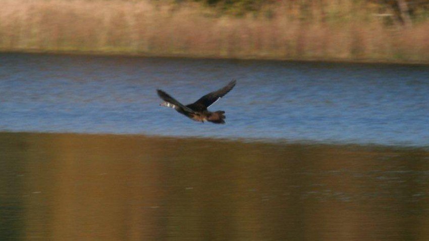bird flying over open water