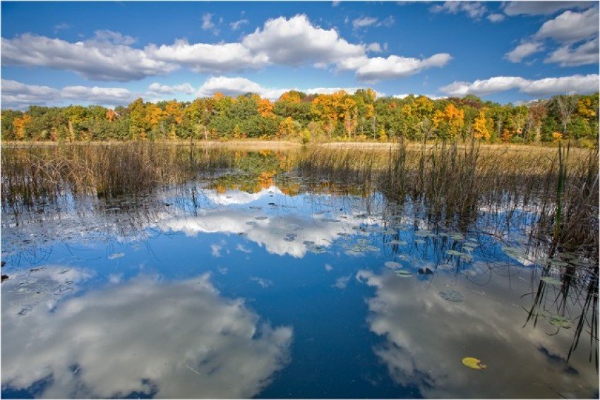 scenic view of a lake with reeds in the foreground and trees turning colors in the background over a blue, cloudy sky