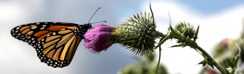 Monarch butterfly hanging on to a thistle flower.