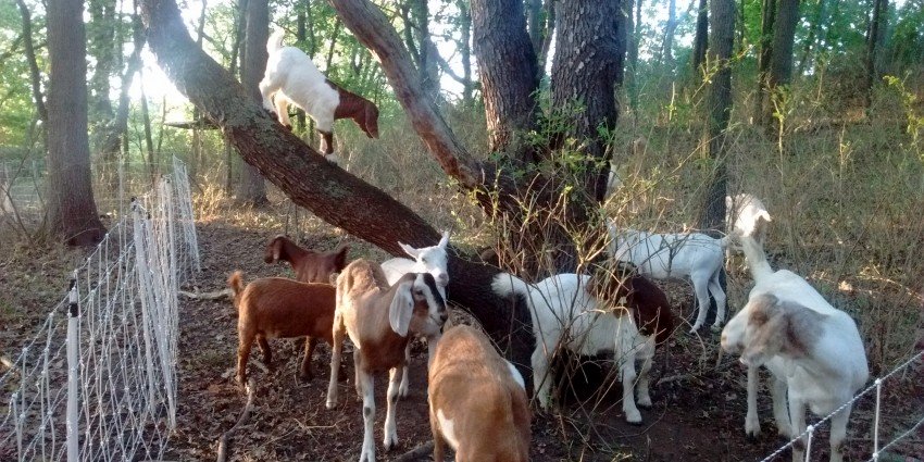 Photo of goat herd on WMU's campus.