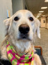 Photo of Sunny the Therapy Dog